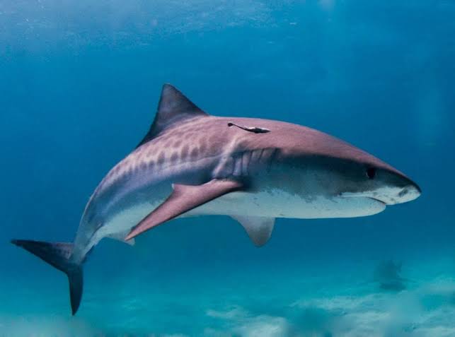 Sharks: Streamlined Swimmers – Harvard Museums of Science & Culture