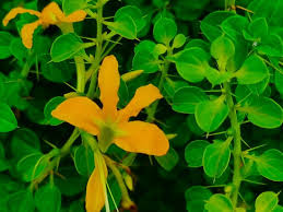 Image result for Putterlickia verrucosa