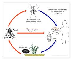 We did not find results for: Kenali Ulat Parasit Botfly Yang Hidup Menumpang Di Dalam Kulit Anda