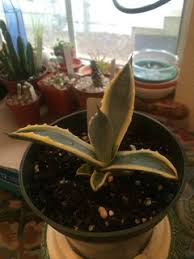 Image result for Trochomeria debilis