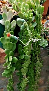 Image result for Kleinia chimanimaniensis