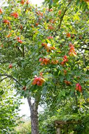 Yet apple is significantly heavier and harder than cherry, and is excellent for turning. Crab Apple Tree Free Stock Photos Rgbstock Free Stock Images Micromoth September 02 2019 0