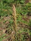Image result for Eragrostis sclerantha