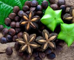 Image result for Buchnera nuttii