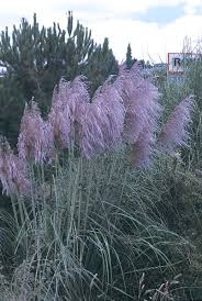 Image result for Cortaderia