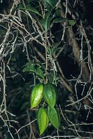 Image result for Schlechterina mitostemmatoides