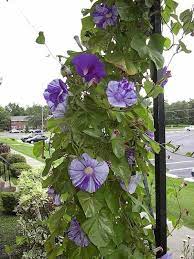 Plantfiles Pictures Japanese Morning Glory Tie Dye Ipomoea Nil 14 By Oldcogers Morning Glory Seeds Morning Glory Climbing Plants
