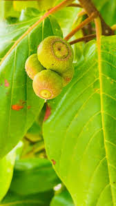 Image result for Guettarda