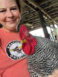 Looking for barred rock pullets or hens in Florida?