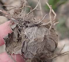 Image result for Eriospermum porphyrium