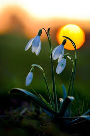 Good Night Snowdrop Good Night Flowers Amazing Flowers Beautiful Flowers