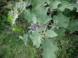 Image result for Solanum anguivi