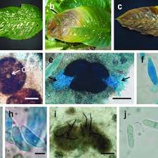 Pdf First Report Of Glomerella Cingulata Causing Leaf Spot On Dieffenbachia Seguine In Brazil Dieffenbachia amoena, or dumb cane, is a plant widely used for interiorscapes and houseplants. glomerella cingulata causing leaf spot