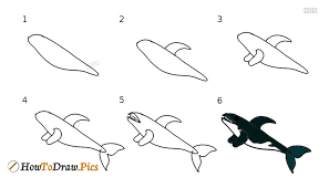 Draw a big round eye. How To Draw A Killer Whale Howtodraw Pics