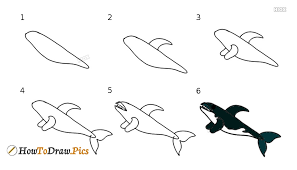How to draw a killer whale step by step. How To Draw A Killer Whale Howtodraw Pics