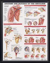 Fortunately, there ways to manage it. Pin On Anatomy Drawings