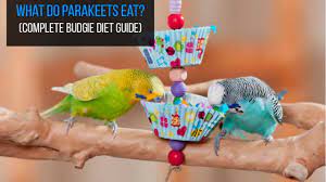 Do parrots eat meat in the wild? What Do Parakeets Like To Eat Complete Budgie Diet Guide Exopetguides