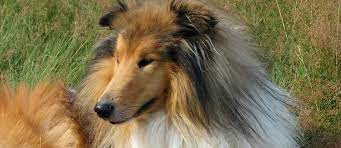 Schotse Collie Karakter Opvoeden Gedrag En Meer Op Startpunthonden