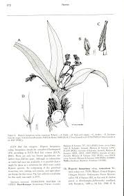 Image result for Hypoxis bampsiana