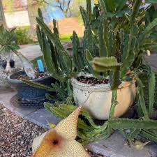 Image result for Geigeria schinzii