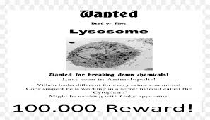 Lysosome Wanted Poster Hd Png Download Vhv ✓ free for commercial use ✓ high quality images.
