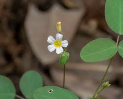 Image result for Oxalis barrelieri