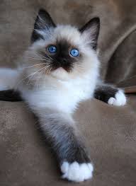 Kittens go to new homes desexed, vaccinated, microchipped and with pedigree papers. Ragdoll Cat Breeders Ragdoll Kittens For Sale In Ohio Cincinnati Columbus Ragdoll Cat Breeders Best Cat Breeds Cats