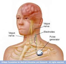 Pin On The Human Body