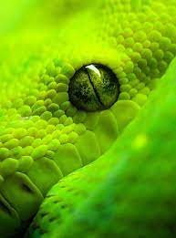 Green Texture I M Not A Fan Of Snakes By Any Means But They Are Uniquely Beautiful Animals Beautiful Snake Animals