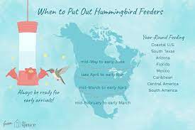 Experiment and determine what works the best for your situation. Hummingbird Season When To Put Out Hummingbird Feeders