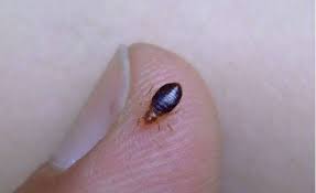 Vyskytuje se po celém světě a představuje běžného parazita lidí. Hubeni Stenic Kordovsky L Disketne A Spolehlive Do 24hod