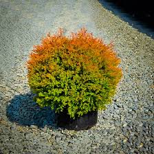 Fire Chief Arborvitae Trees For Sale Online The Tree Center Arborvitae Landscaping Arborvitae Plants