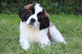How big do mini st berdoodles get. The Adorable Nanny Dog The Saint Berdoodle K9 Web