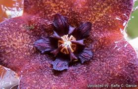 Image result for Orbea melanantha