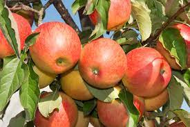 We offer unique and rare fruit and nut trees, shrubs, and vines. Growing Deciduous Fruit Trees Apples Pears And Stonefruit Plantnet Australia