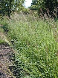 Image result for Bothriochloa bladhii
