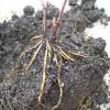 Clematis prefer to grow in a sunny location where their roots are shaded. Https Encrypted Tbn0 Gstatic Com Images Q Tbn And9gcs4t4xqsmfbpijc8wom4tnyarmh8p3b700n7ptyew9qjbjfctyd Usqp Cau