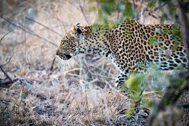 Image result for Guibourtia schliebenii