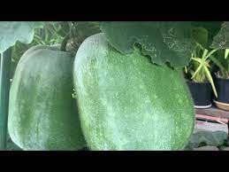 收获季节继续谈 我的冬瓜 youtube chinese new year food watermelon chinese new year
