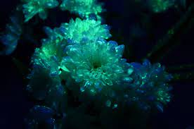 Check spelling or type a new query. Glow In The Dark Flowers Christhorpeunitx