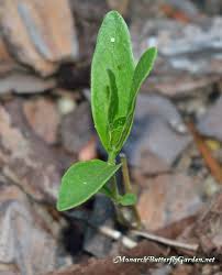 Small Milkweed Plants And Seedlings Are Often A Favorite Egg Laying Destination Fo Raising Monarch Butterflies Butterfly Garden Plants Monarch Butterfly Garden