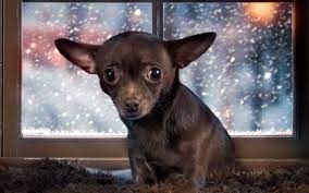 Why Do Chihuahuas Shake The Chihuahua Life