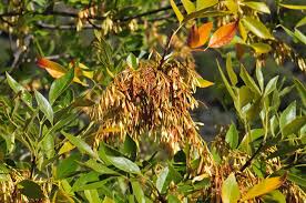 Image result for Fraxinus velutina