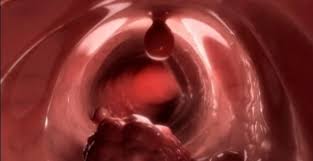 Bangsa polyp sendiri konon memiliki ciri fisik yang sangat unik dengan sayap dan dapat terbang layaknya burung. Polip Konsultasi Agama Dan Tanya Jawab Pendidikan Islam