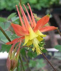 Pin On Perennial Flowers