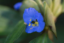 Image result for Commelina latifolia