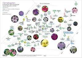 Check spelling or type a new query. Freunde Und Forderer Des Botanischen Gartens Rombergpark E V Clematisgarten
