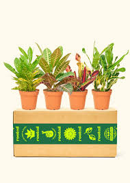 Image result for Codiaeum