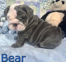 Indiana bulldog rescue serving indiana, ohio and kentucky rescuing bulldogs both english and french. English Bulldog Puppy For Sale Adoption Rescue For Sale In Houston Texas Classified Americanlisted Com