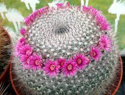 + i stay up late at the weekend. Mammillaria Hahniana Old Lady Cactus World Of Succulents